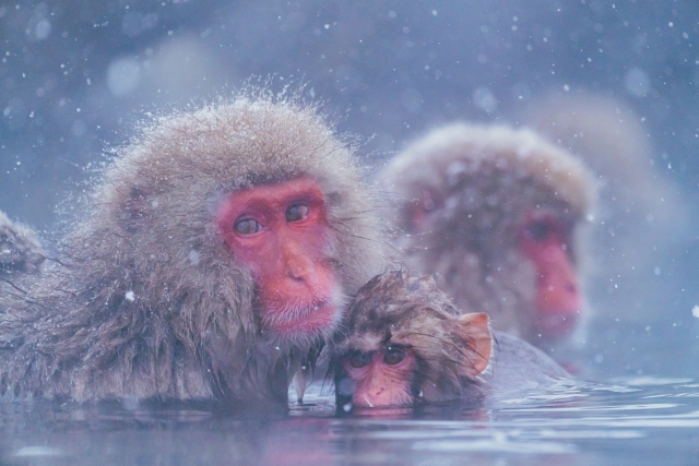 One Day in Nagano: Snow Monkeys, Temple Walks, and Mountain Air