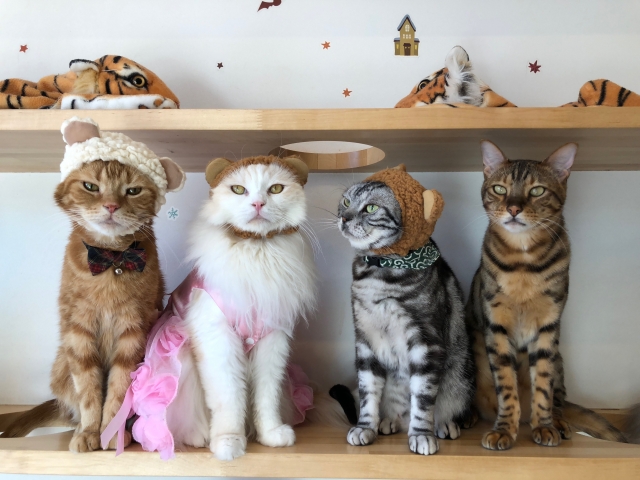 Cat Cafes in Japan: Everything You Need to Know Before Your Visit