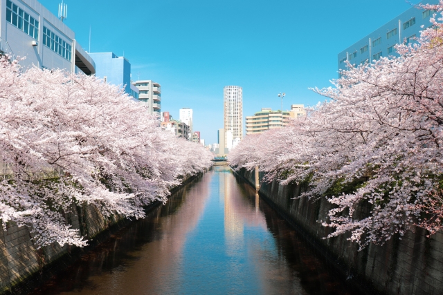 Tokyo’s Best Cherry Blossom Spots