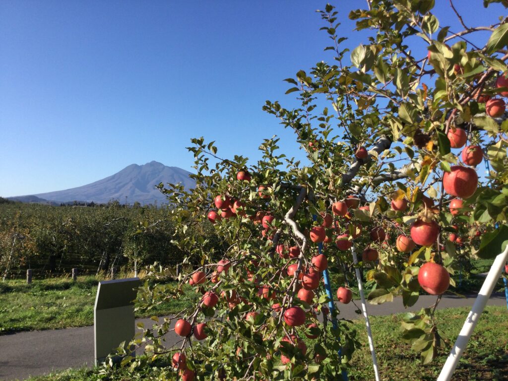 Apple Picking in Hirosaki: Japan’s Best Orchard Experience