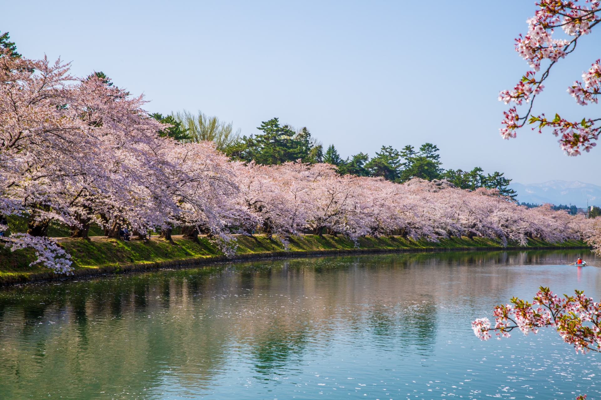 Cherry blossoms in Japan